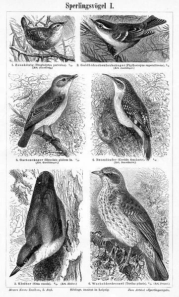Birds engraving 1895