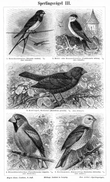 Framed Print : Birds engraving 1895 Framed Print : Birds engraving 1895