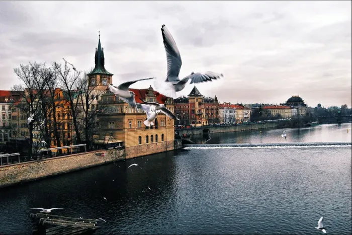 Framed Print : Birds flying in Prague Framed Print : Birds flying in Prague