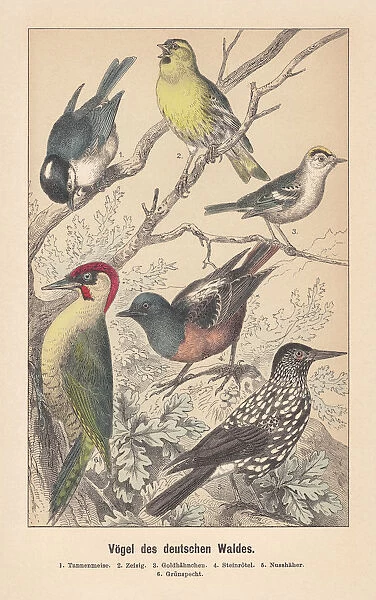 Birds of the German forest, hand-colored lithograph, published in 1892
