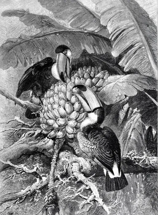 Framed Print : Birds with giant beaks eating bananas Framed Print : Birds with giant beaks eating bananas