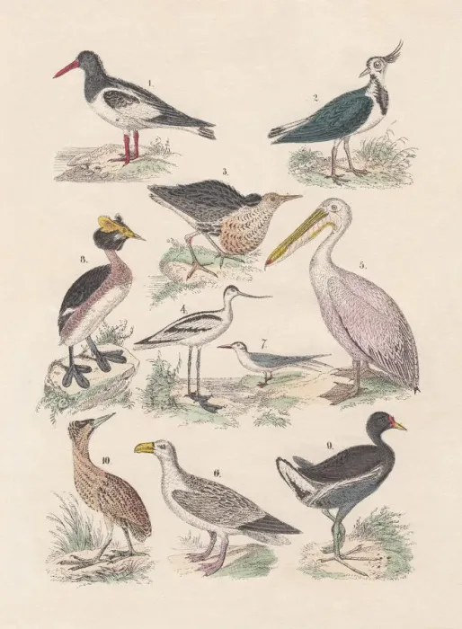 Framed Print : Birds, hand-colored lithograph, published in 1880 Framed Print : Birds, hand-colored lithograph, published in 1880