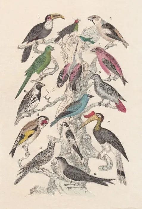 Framed Print : Birds, hand-colored lithograph, published in 1880 Framed Print : Birds, hand-colored lithograph, published in 1880