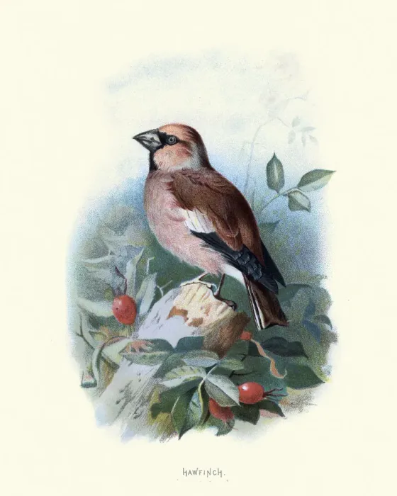 Framed Print : Birds, hawfinch (Coccothraustes coccothraustes), passerine bird Framed Print : Birds, hawfinch (Coccothraustes coccothraustes), passerine bird