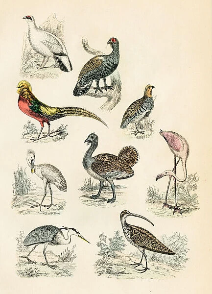 Birds: heron, ibis, grouse, phaesant, flamingo engraving 1872