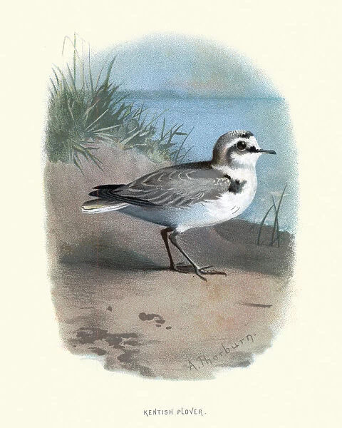 Birds, Kentish plover (Charadrius alexandrinus)