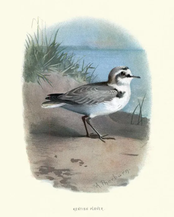 Framed Print : Birds, Kentish plover (Charadrius alexandrinus) Framed Print : Birds, Kentish plover (Charadrius alexandrinus)