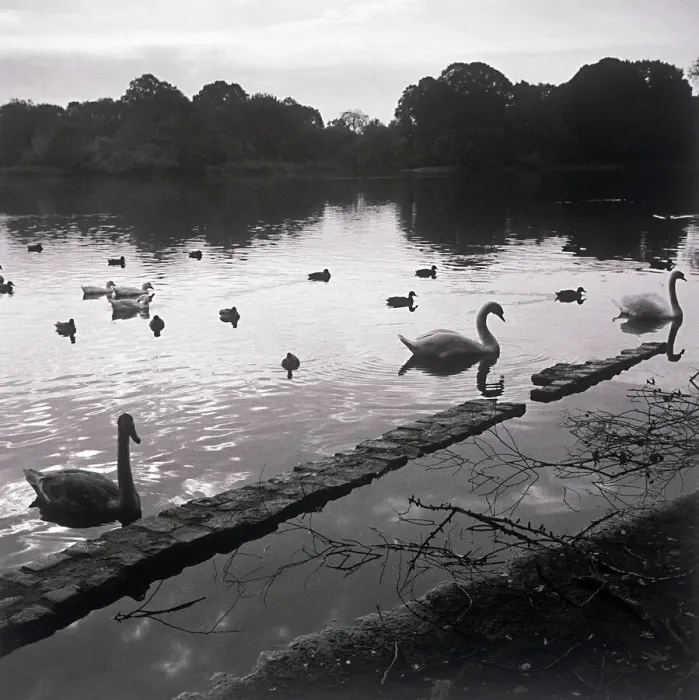 Framed Print : Birds in lake Framed Print : Birds in lake