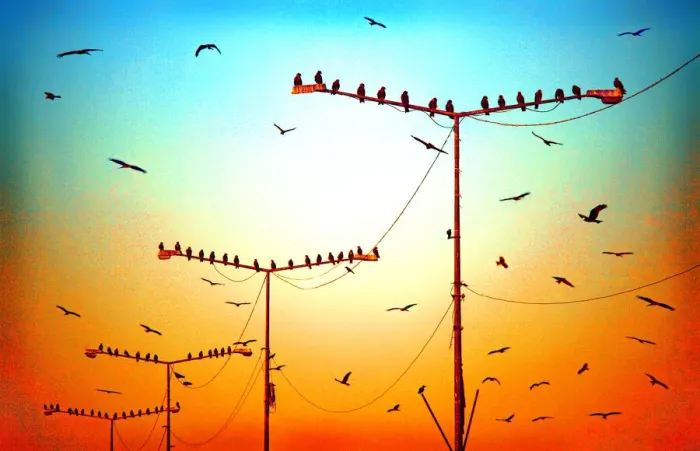 Framed Print : Birds on lamp posts Framed Print : Birds on lamp posts