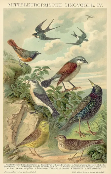 Framed Print : Birds In Natural Seeting / Illustration Framed Print : Birds In Natural Seeting / Illustration