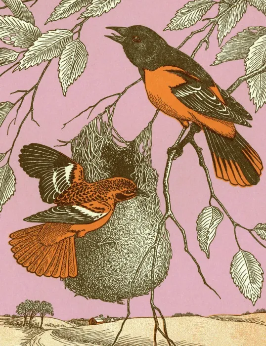 Framed Print : Birds With Nest