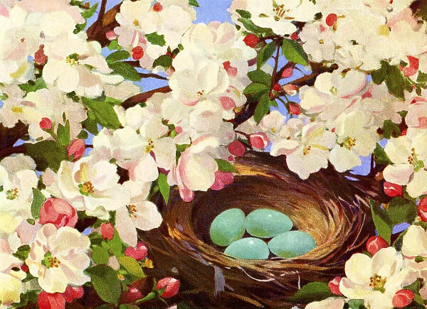 Birds Nest with Eggs in a Flowering Tree