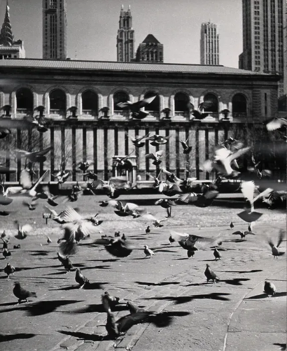 Framed Print : Birds In Front Of New York Public Library in the 1960's
