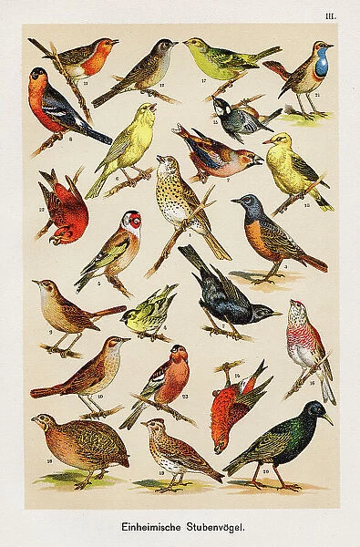 Birds Ornithology Chromolithography 1899