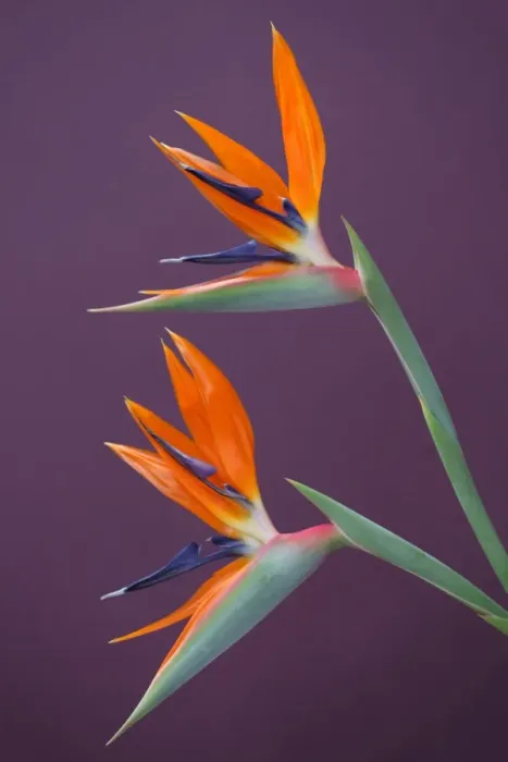Framed Print : Birds of Paradise Framed Print : Birds of Paradise