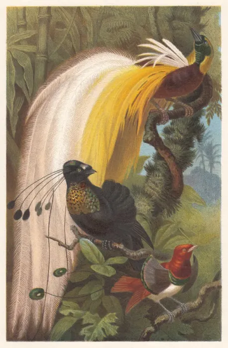 Framed Print : Birds of Paradise (Paradisaeidae), lithograph, published in 1882