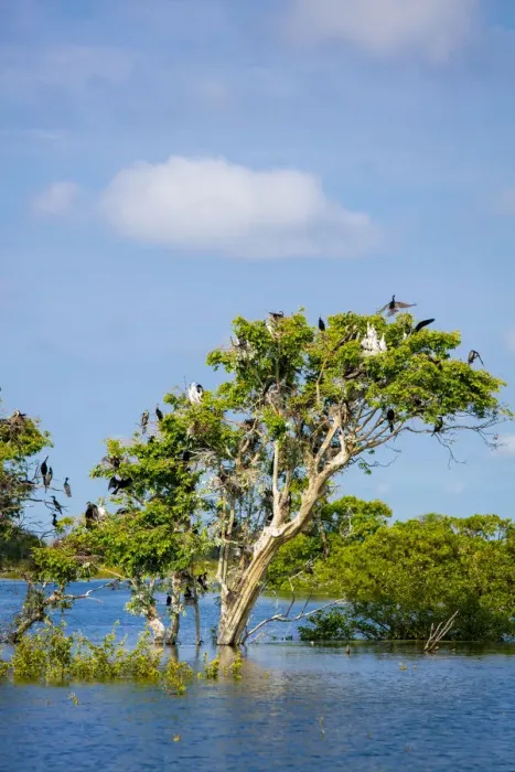 Framed Print : Birds perching in tree at Prek Toal Bird Sanctuary, Tonle Sap Lake, Cambodia Framed Print : Birds perching in tree at Prek Toal Bird Sanctuary, Tonle Sap Lake, Cambodia