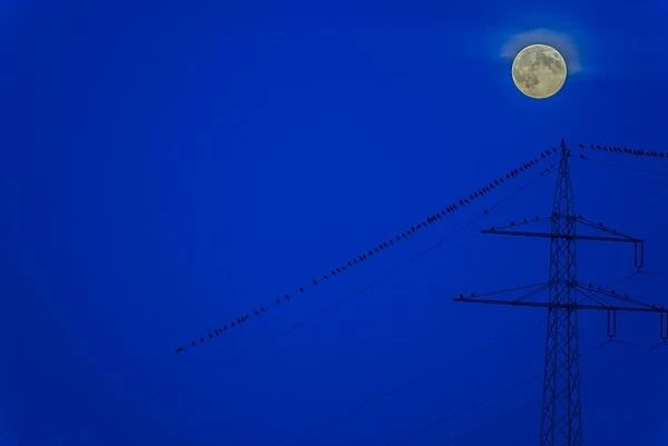 Birds on a power line with a rising moon in the blue hour, Baden-Wurttemberg, Germany