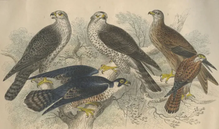 Framed Print : Birds Of Prey
