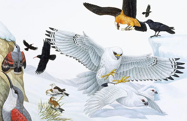 Birds of prey, woodpecker, crows, gulls, and in flight and foraging