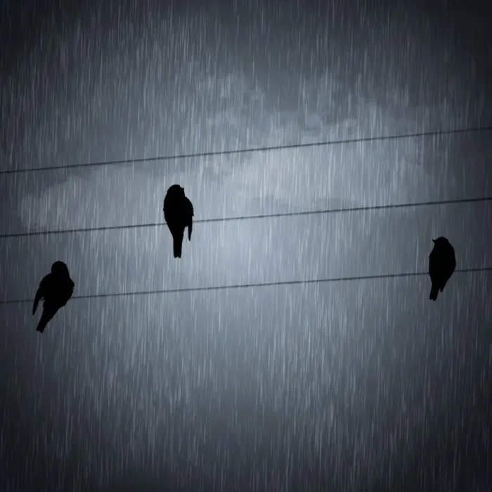Framed Print : Birds in the rain Framed Print : Birds in the rain