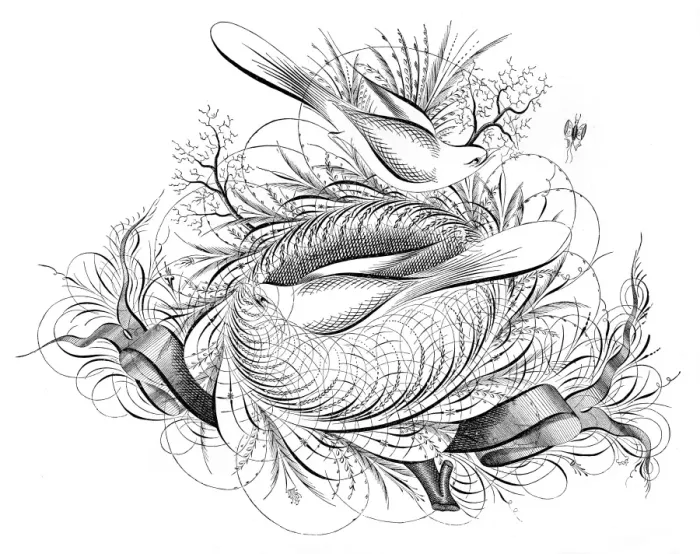 Framed Print : Birds and ribbons penmanship calligraphy 1881 Framed Print : Birds and ribbons penmanship calligraphy 1881