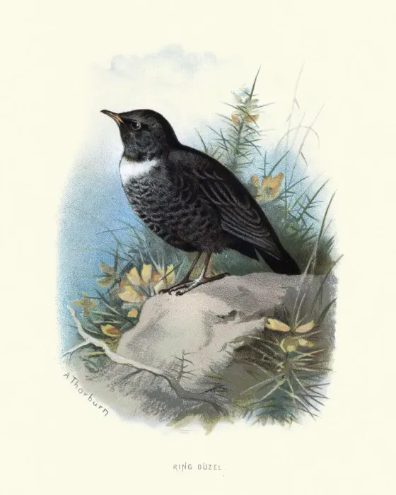 Framed Print : Birds, Ring ouzel (Turdus torquatus) Framed Print : Birds, Ring ouzel (Turdus torquatus)