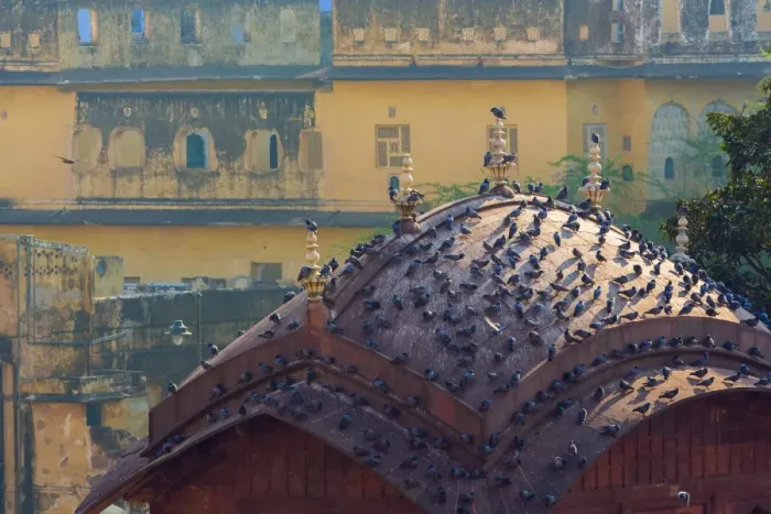 Framed Print : Birds on the roof Framed Print : Birds on the roof