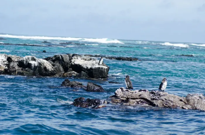 Framed Print : Birds on the sea. Galapagos Island Framed Print : Birds on the sea. Galapagos Island