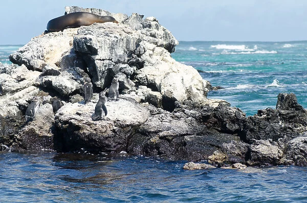 Birds on the sea. Galapagos Island