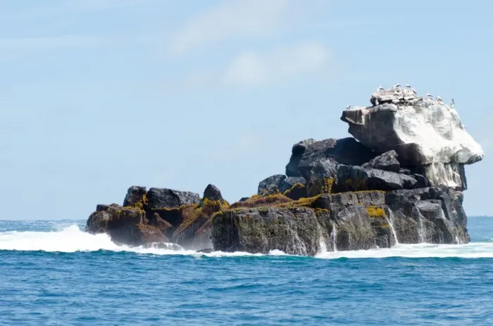 Framed Print : Birds on the sea. Galapagos Island Framed Print : Birds on the sea. Galapagos Island