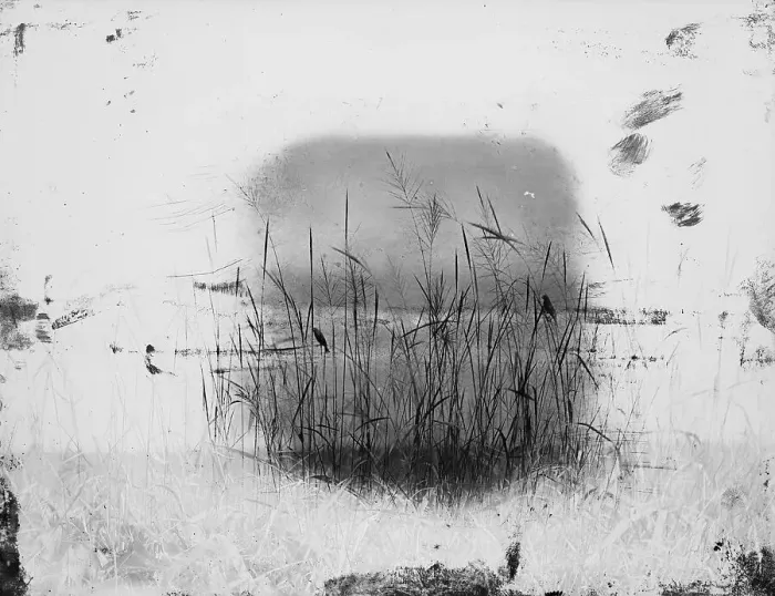Framed Print : Birds Sitting on Reeds Along Shore Framed Print : Birds Sitting on Reeds Along Shore