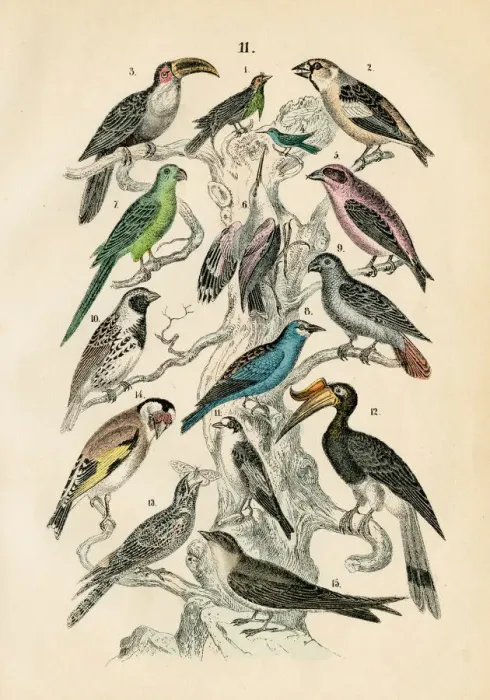 Framed Print : Birds: Toucan, parrot, hornbill, hummingbird, nightjar engraving 1872 Framed Print : Birds: Toucan, parrot, hornbill, hummingbird, nightjar engraving 1872
