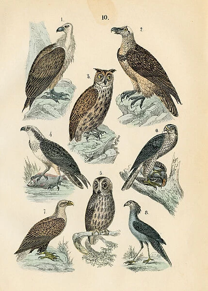 Birds: vulture, osprey, eagle owl, white-tailed eagle engraving 1872