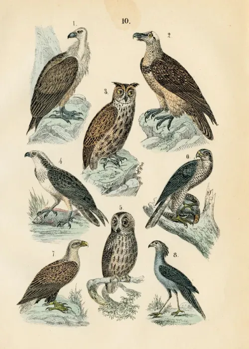 Framed Print : Birds: vulture, osprey, eagle owl, white-tailed eagle engraving 1872 Framed Print : Birds: vulture, osprey, eagle owl, white-tailed eagle engraving 1872