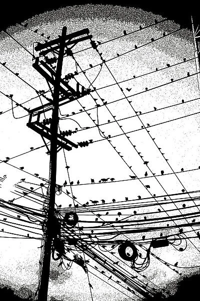 Birds on Wire, 1032990030