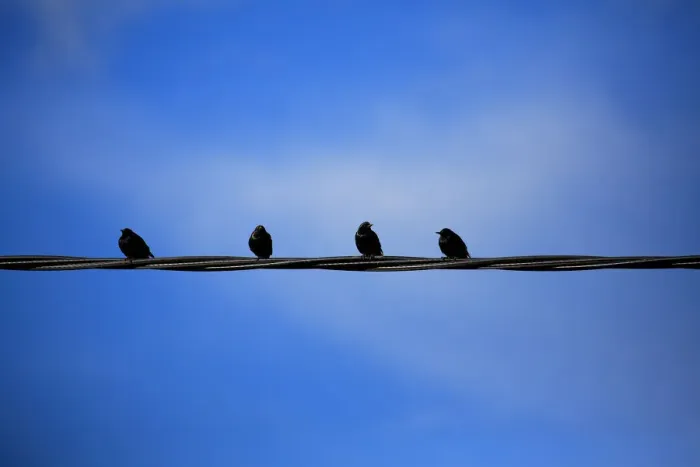 Framed Print : Birds on a Wire Framed Print : Birds on a Wire