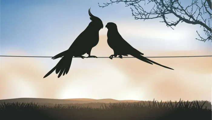 Framed Print : Birds on Wire, 455421701 Framed Print : Birds on Wire, 455421701