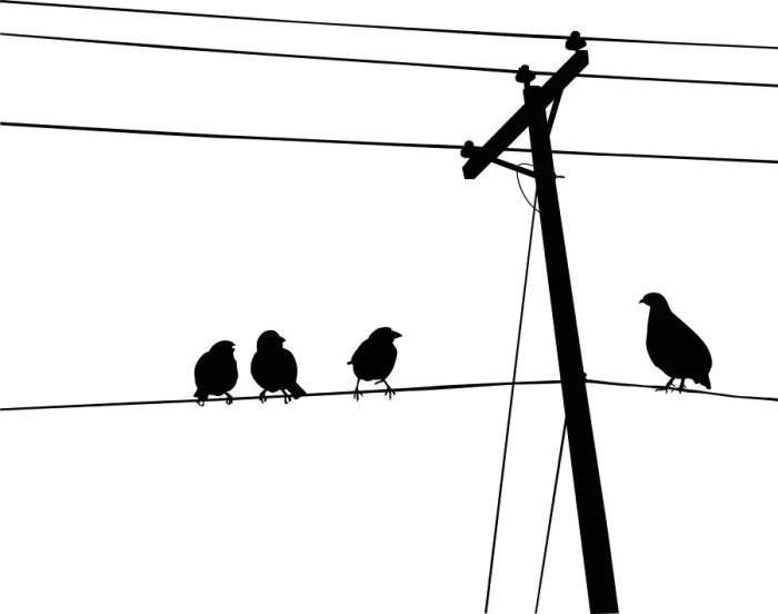 Framed Print : Birds on Wire, 462680765 Framed Print : Birds on Wire, 462680765
