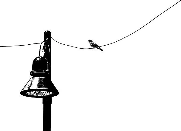 Birds on Wire, 544675432