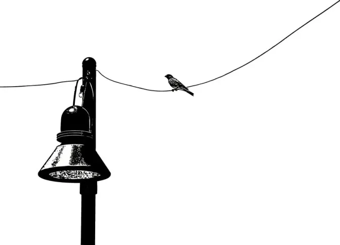Framed Print : Birds on Wire, 544675432 Framed Print : Birds on Wire, 544675432