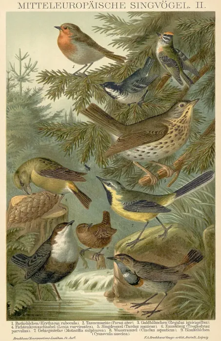 Framed Print : Birds In Wooded Area / Illustration Framed Print : Birds In Wooded Area / Illustration