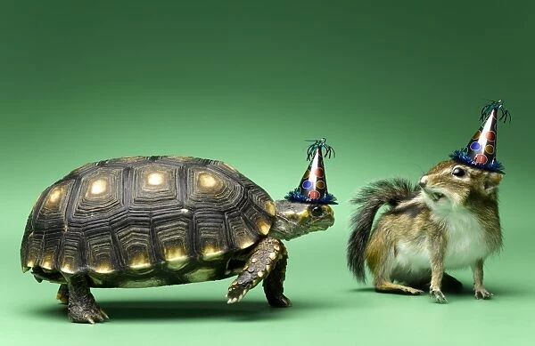 birthday, chipmunk, humor, party, turtle