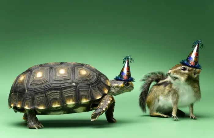 Framed Print : birthday, chipmunk, humor, party, turtle Framed Print : birthday, chipmunk, humor, party, turtle