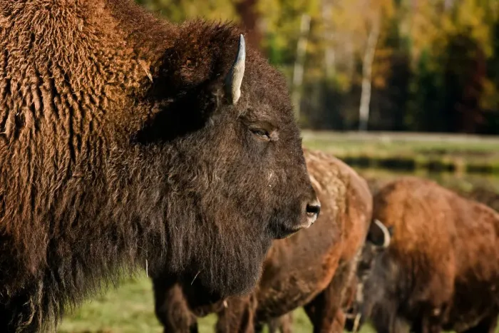 Framed Print : Bison. A Bison adult is in the foreground with others in behind Framed Print : Bison. A Bison adult is in the foreground with others in behind