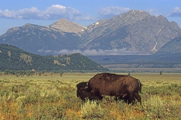 Bison (Bison bison) in front of the Grand Teton Mountains, United States