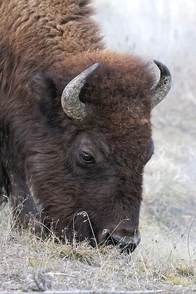 Bison (Bovinae) grazing, Yellowstone National Park, Montana, Wyoming, USA