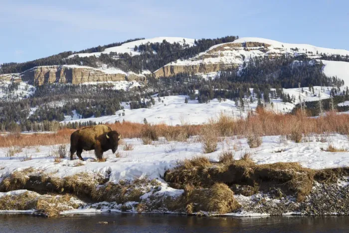 Framed Print : Bison Bull (Bison bison) on Late Winter in Lamar Valley, Wyoming, USA Framed Print : Bison Bull (Bison bison) on Late Winter in Lamar Valley, Wyoming, USA