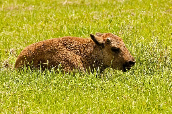 Bison Calf. A very young Bison calf is lying down in the green grass