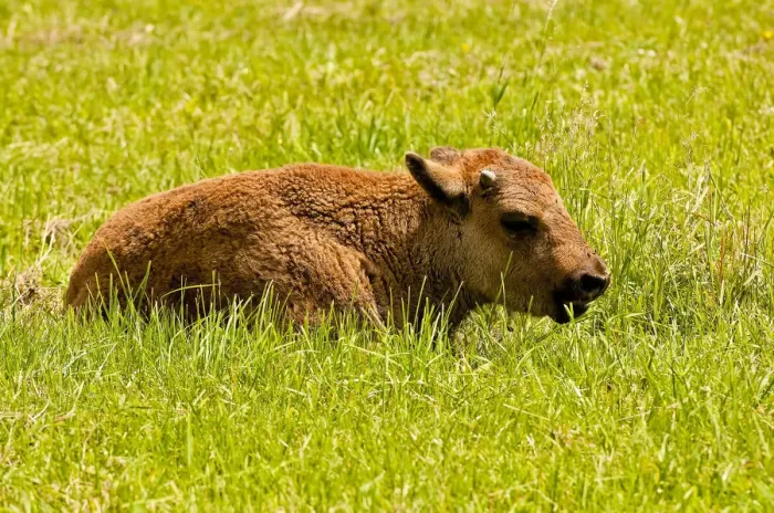 Framed Print : Bison Calf Framed Print : Bison Calf